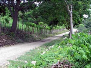 The acreage, about 1 miles from Libano, is reached by this pretty farm road.